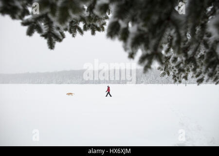 Eine Lady Schneeschuhen mit einem gelben Labrador Retriever (gelber Labrador) Hund während eines Schneesturms in Hastings Hochland, Ontario, Kanada. Stockfoto