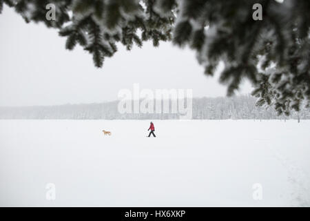 Eine Lady Schneeschuhen mit einem gelben Labrador Retriever (gelber Labrador) Hund während eines Schneesturms in Hastings Hochland, Ontario, Kanada. Stockfoto