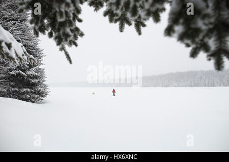 Eine Lady Schneeschuhen mit einem gelben Labrador Retriever (gelber Labrador) Hund während eines Schneesturms in Hastings Hochland, Ontario, Kanada. Stockfoto