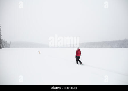 Eine Lady Schneeschuhen mit einem gelben Labrador Retriever (gelber Labrador) Hund während eines Schneesturms in Hastings Hochland, Ontario, Kanada. Stockfoto