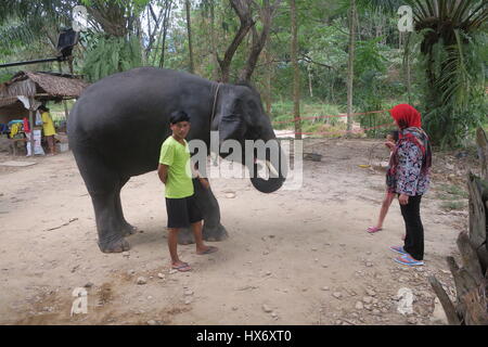 Junges Mädchen ist mit Bananen zu füttern Elephant Safari Park auf der Insel Phuket in Thailand. Ein Trainer Sie aufpaßt. Der Elefant sieht aus wie das Lächeln. Stockfoto