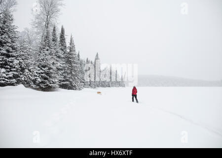 Eine Lady Schneeschuhen mit einem gelben Labrador Retriever (gelber Labrador) Hund während eines Schneesturms in Hastings Hochland, Ontario, Kanada. Stockfoto