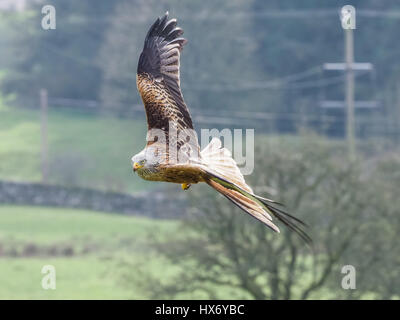 Rotmilane (Milvus Milvus) in Galloway, Schottland Stockfoto