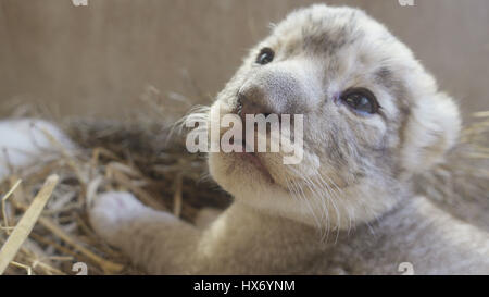 eine Woche alte Löwenbaby im zoo Stockfoto