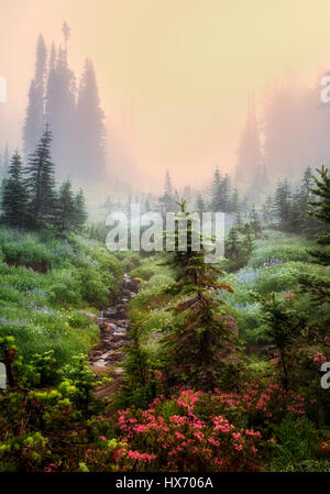 Bereich der verschiedenen Wildblumen, Bäume und Nebel. Mt. Rainier Nationalpark, Washington Stockfoto
