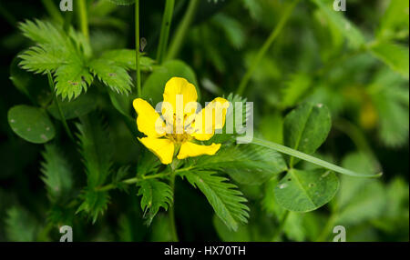 Potentilla heisses, Silverweed Stockfoto