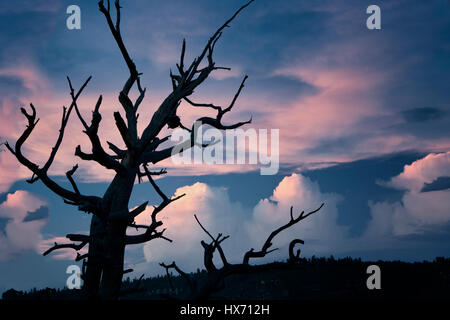 Blick von toten Baum und Sonnenuntergang Bright Angel Point. North Rim des Grand Canyon National Park, Arizona Stockfoto