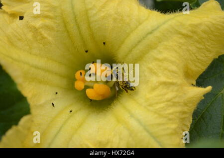 Biene auf Ringelblume Stockfoto