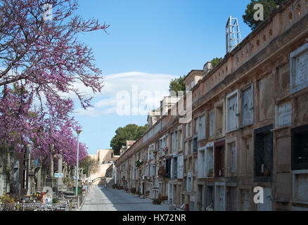 PALMA DE MALLORCA, Spanien - 23. März 2017: Tanatori Sohn Valenti Palma Friedhof Gedenktafeln an Wand und Rosa blühenden Judasbaum Cercis Schote Stockfoto