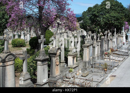 PALMA DE MALLORCA, Spanien - 23. März 2017: Tanatori Sohn Valenti Palma Friedhof und Rosa blühenden Judasbaum Cercis Siliquastrum, kreuzt am 2. März Stockfoto