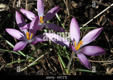 Drei blühende Blume des Crocus Stockfoto