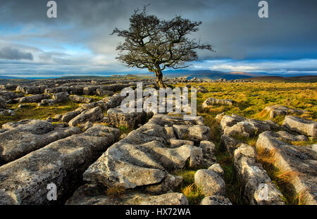 Einsamer Baum auf den Winskill Steinen Stockfoto