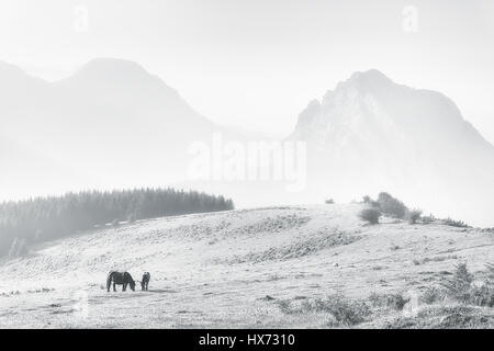 Pferde in den Bergen Urkiola an dunstigen Tag Stockfoto