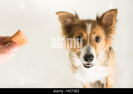 Shirley, die schöne collie Stockfoto