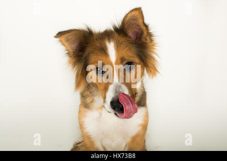 Shirley, die schöne collie Stockfoto