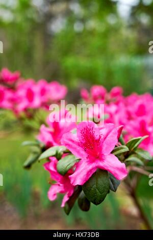 Der Frühling ist hier in Alabama und Azaleen sind in voller Blüte. Azaleen sind Teil der Rhododendron-Familie und gehören zu den ersten Blumen blühen. Stockfoto