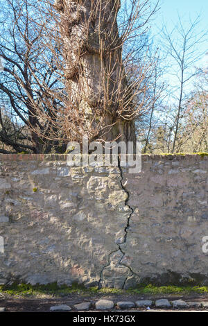 Baumwachstum knacken Steinmauer zu beschädigen Stockfoto