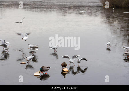 Vögel auf und über einen gefrorenen See im winter Stockfoto