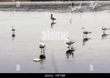 Vögel auf und über einen gefrorenen See im winter Stockfoto