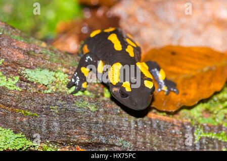 Feuersalamander oder Salamandra Salamandra. Nahaufnahme von einem Salamander gelb und schwarz in seinem natürlichen Lebensraum Stockfoto