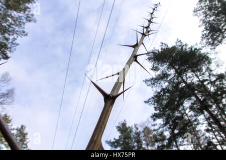 Spitzen-Baum. Zweig mit Dornen. Abstraktion der Dornen. Stockfoto