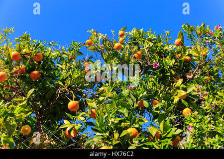 Reifer Orangen am Baum vor tiefblauem Himmel im Mittelmeer Stockfoto