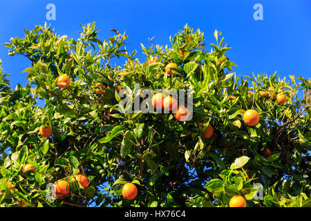 Reifer Orangen am Baum vor tiefblauem Himmel im Mittelmeer Stockfoto