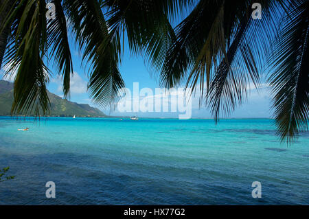 Schöner Blick auf türkisfarbenes Wasser unter Palmwedeln in Moorea, Tahiti. Stockfoto