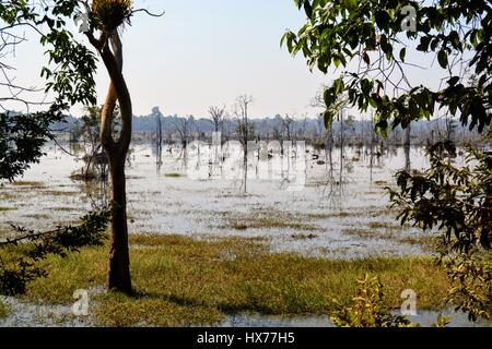 Die Wasser und Flora Jayatataka Baray, Siem Reap, Kambodscha Stockfoto