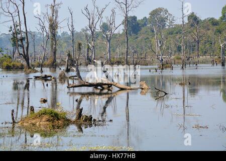 Die Wasser und Flora Jayatataka Baray, Siem Reap, Kambodscha Stockfoto