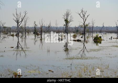 Die Wasser und Flora Jayatataka Baray, Siem Reap, Kambodscha Stockfoto