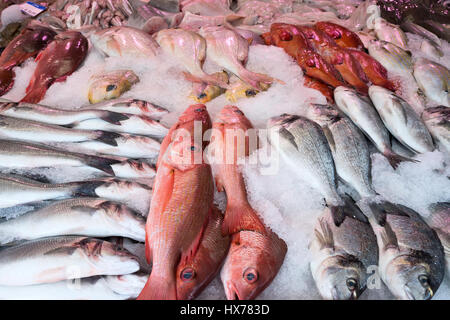 Sortiment der pelagischen Fische beim Fischhändler Stockfoto