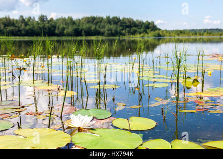 Sommerlandschaft mit Seerose Blumen im sonnigen Tag Stockfoto