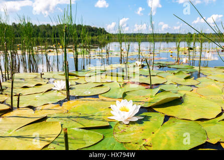 Sommerlandschaft mit Seerose Blumen im sonnigen Tag Stockfoto