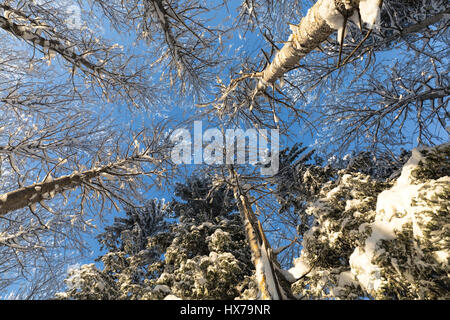 Die Wipfel der Bäume im winter Stockfoto