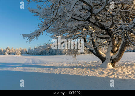 Herrliche Winterlandschaft mit Schnee kauerte Bäume Stockfoto