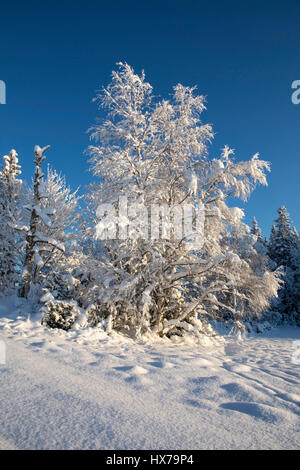 Herrliche Winterlandschaft mit Schnee kauerte Bäume Stockfoto