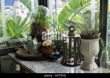 Kleines Terrarium Pflanzen in Glaskapsel eingeschlossen Stockfoto