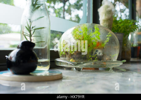 Kleines Terrarium Pflanzen in Glaskapsel eingeschlossen Stockfoto