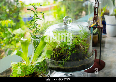 Kleines Terrarium Pflanzen in Glaskapsel eingeschlossen Stockfoto