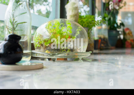 Kleines Terrarium Pflanzen in Glaskapsel eingeschlossen Stockfoto