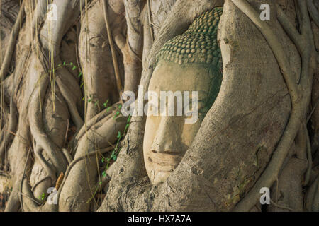 Buddha-Kopf aus Blick auf die Seite einbetten in Baum Stockfoto