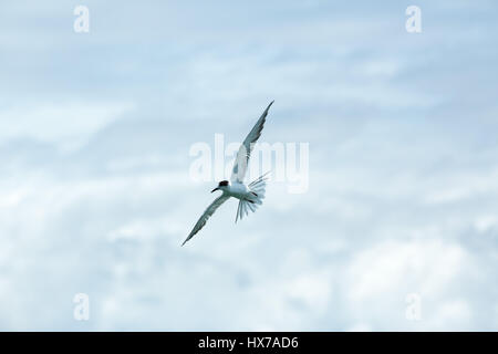 Möwen fliegen in bewölkten Himmel mittags Stockfoto