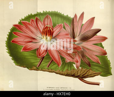 Nymphaea Ortgiesiana FL. des Serres, 8. 68. 1852 53 Stockfoto