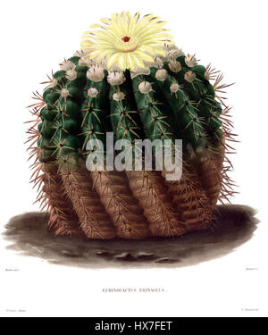 Parodia Erinacea Lem Stockfoto