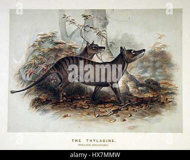 Der Thylacin, auch bekannt als Tasmanischer Tiger, war ein fleischfressendes Beuteltier aus Tasmanien. Im 20. Jahrhundert erloschen sie und das letzte bekannte Individuum starb 1936 in Gefangenschaft. Stockfoto