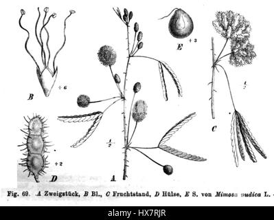 Mimosa pudica, allgemein bekannt als die empfindliche Pflanze, ist eine Pflanzenart, die für ihre schnelle Blattbewegung bei Berührung bekannt ist. Es ist ein faszinierendes Beispiel für Pflanzenverhalten, das einzigartige physikalische Reaktionen auf Reize wie Berührung oder Licht zeigt. Stockfoto