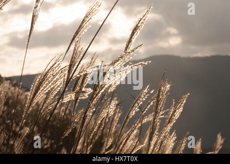 Silber Rasen in Hakone, Japan Stockfoto