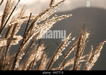 Silber Rasen in Hakone, Japan Stockfoto