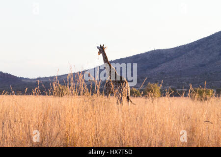 Giraffe in der Nähe von Pilanesberg National Park, Südafrika. Safari und Tierwelt. Kap-Giraffe oder South African giraffe Stockfoto